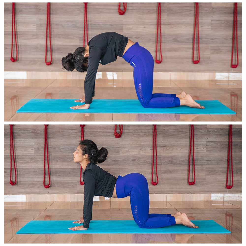 Cat and cow yoga pose